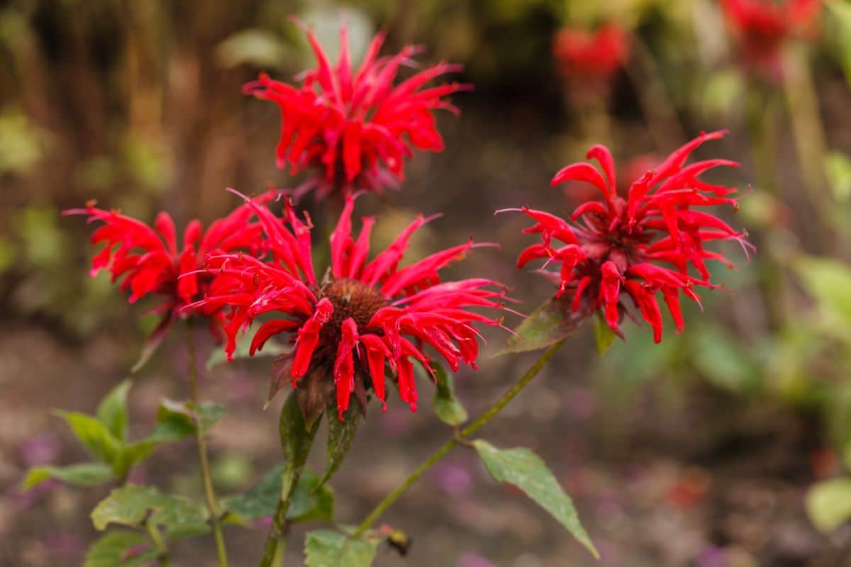 Bee Balm in red bloom close-up.