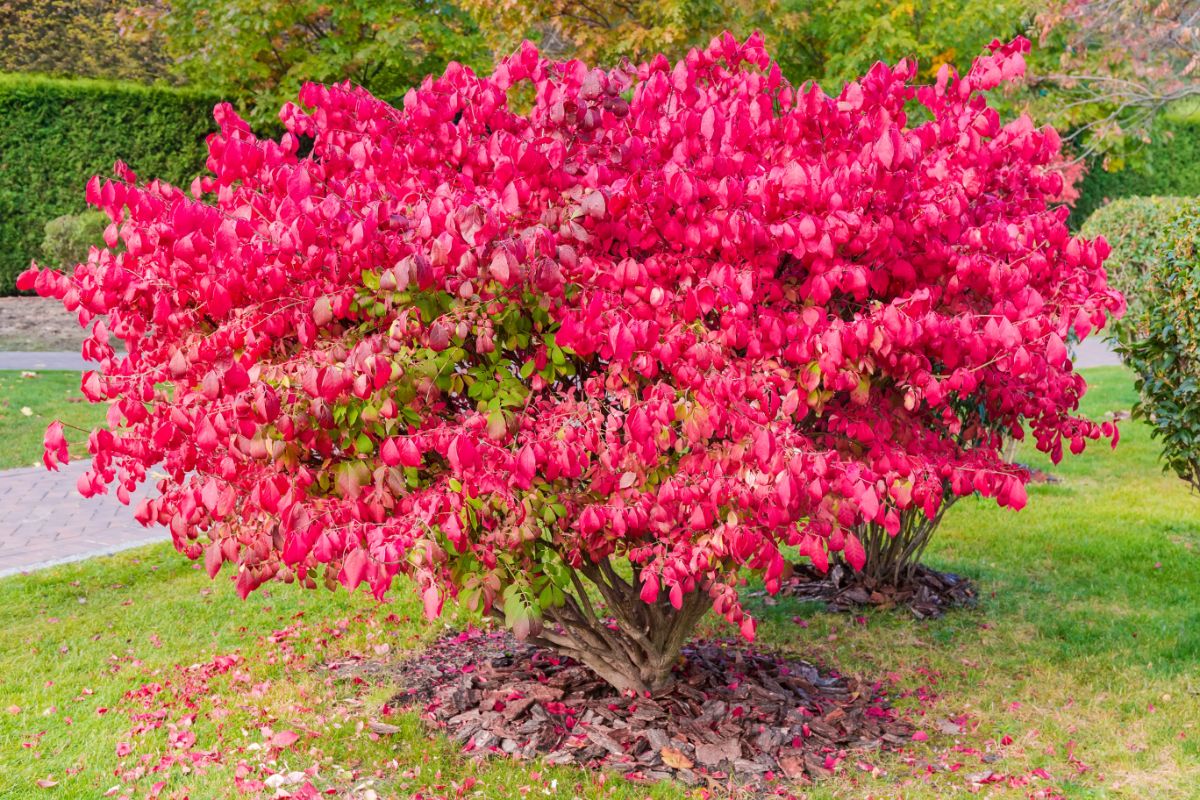 A beautiful Burning Bush with vibrant red leaves.