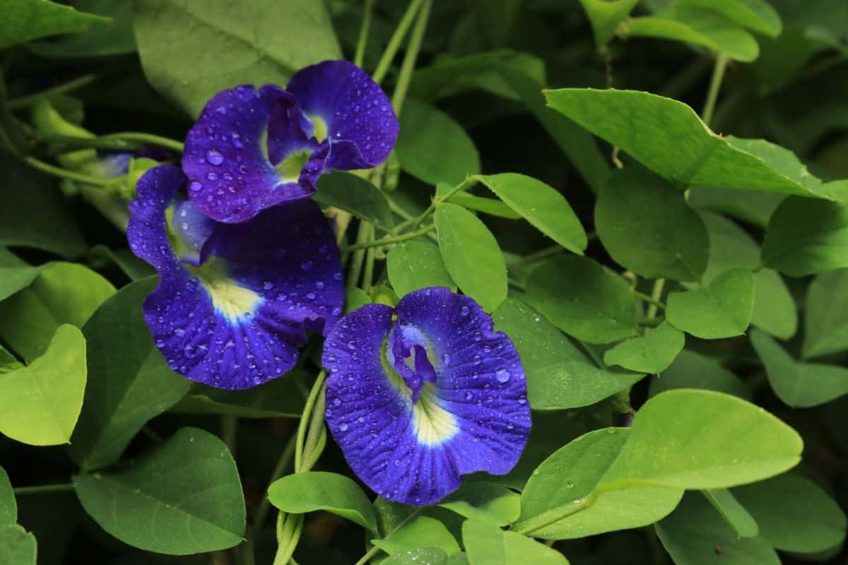 Butterfly Pea with four vibrant purple flowers with raindrops.