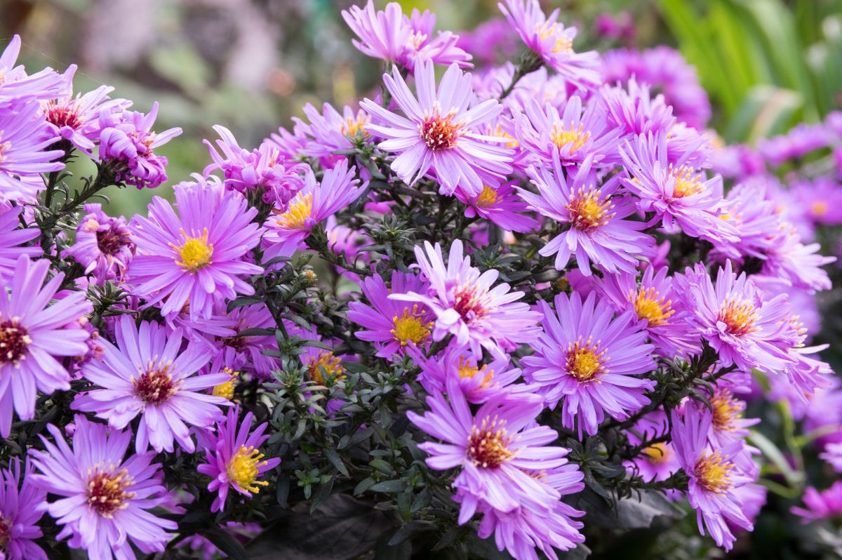 Beautiful pink flowers with yellow centers of a New England Aster plant.