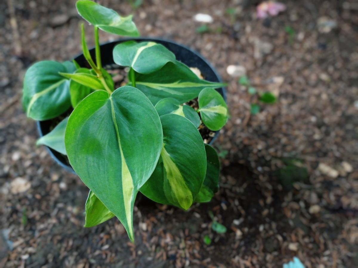 Heath-shaped foliage of a Philodendron Brasil plant in a pot.