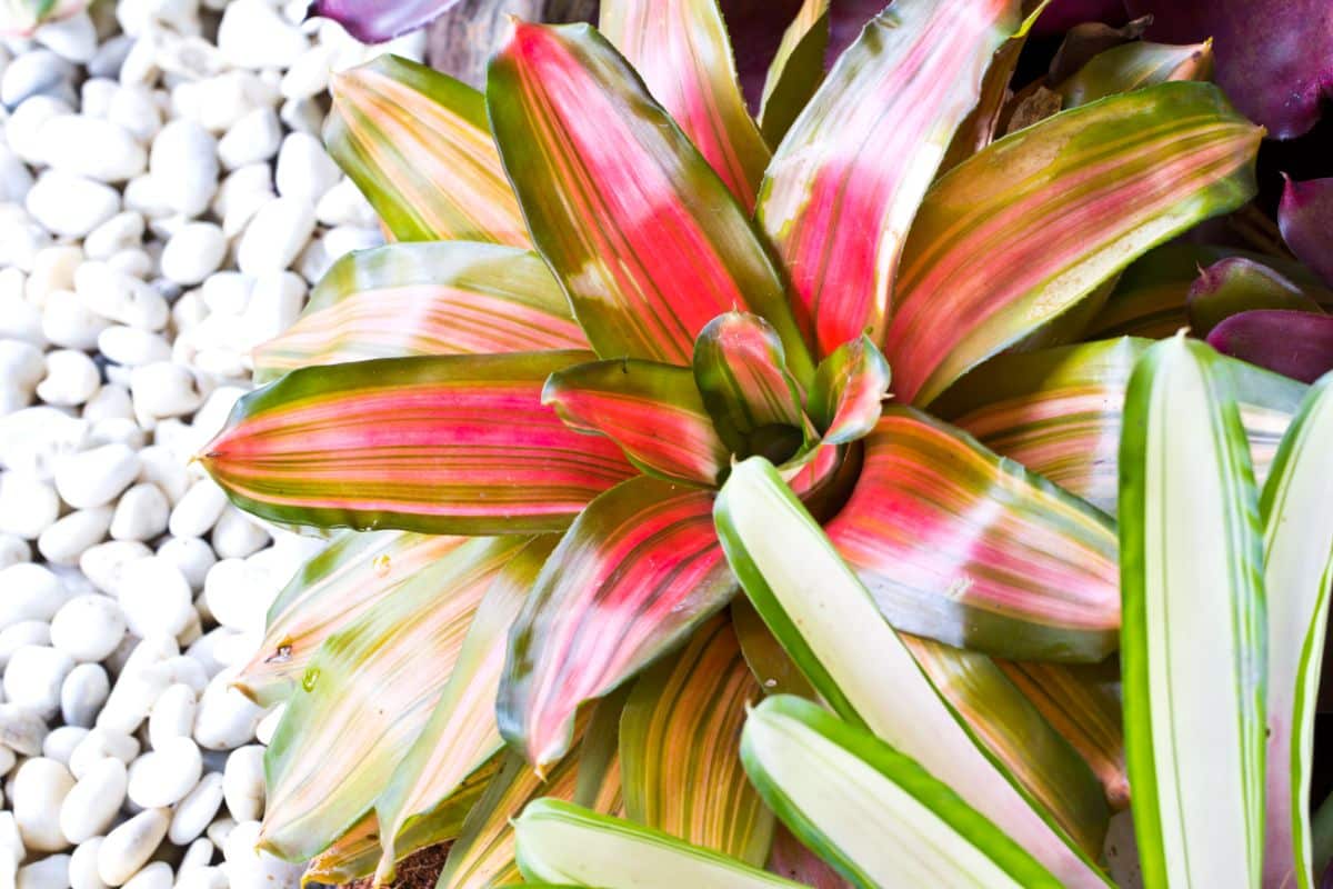 Pineapple Plant with beautiful colorful foliage.