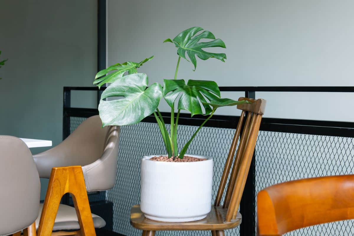 A Swiss Cheese Plant in a white pot on a wooden chair.
