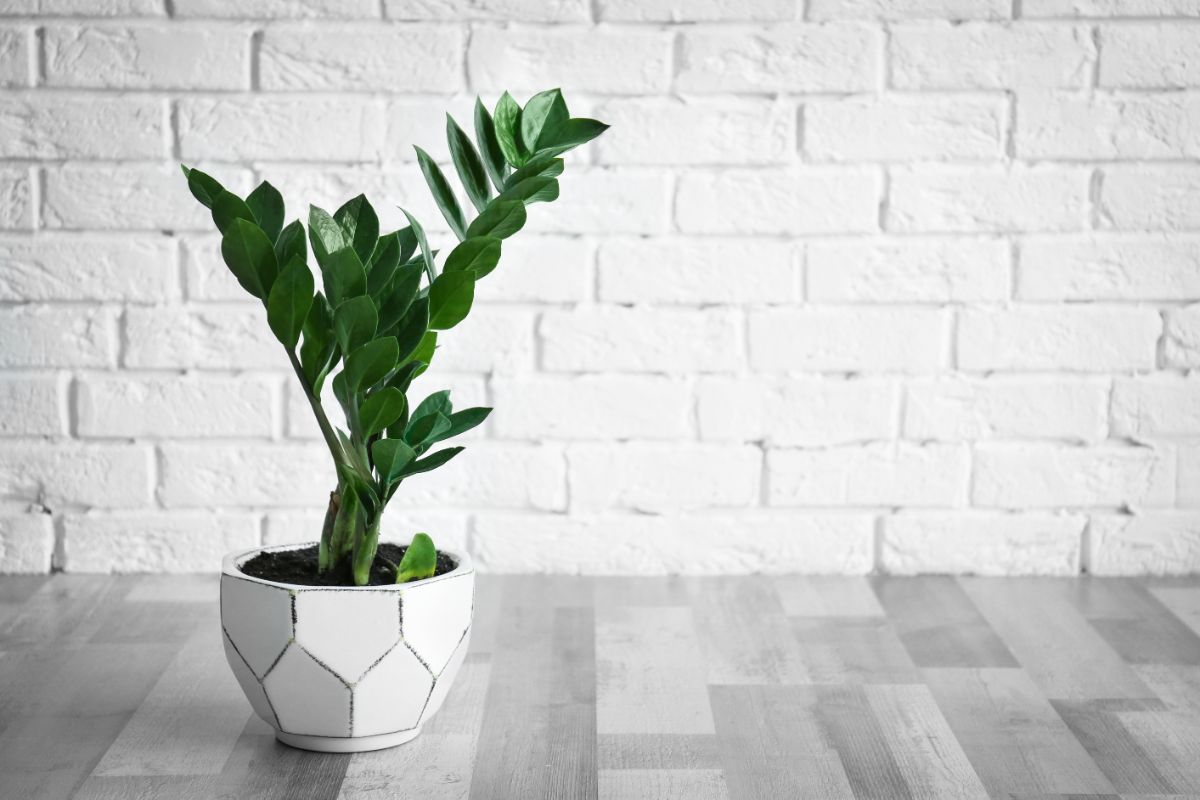 ZZ plant in a modern-looking white pot on the floor.