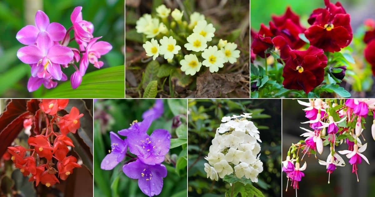 25 Beautiful Flowering Plants and Flowers for Shade facebook image.