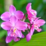 A close-up of a bletilla in pink bloom.