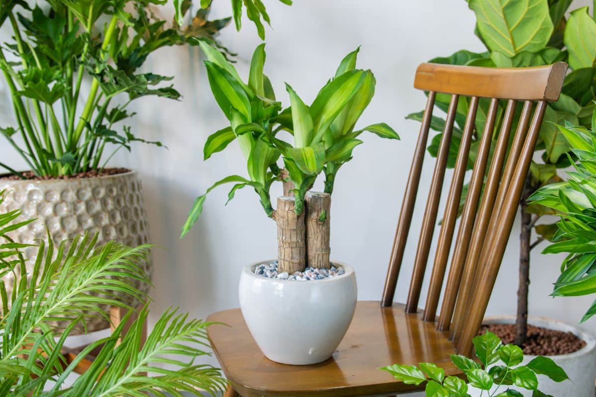 Dracaena Gold Star in a white pot on a wooden chair.