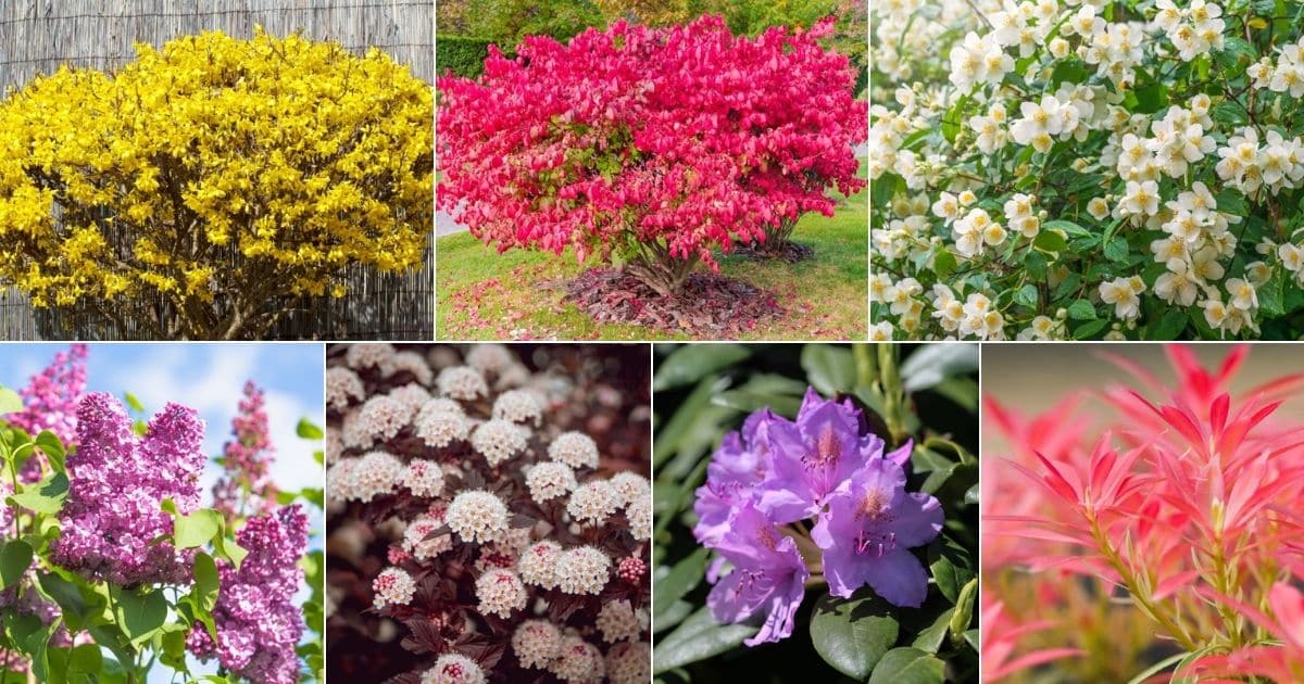 25 Fast-Growing Hedge Plants with Flowers facebook image.
