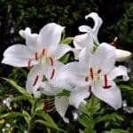 A beautiful Casa Blanca Lily in white bloom.