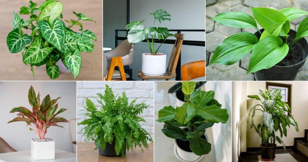 25 Indoor Plants That Don't Need Light (With Names And Photos)