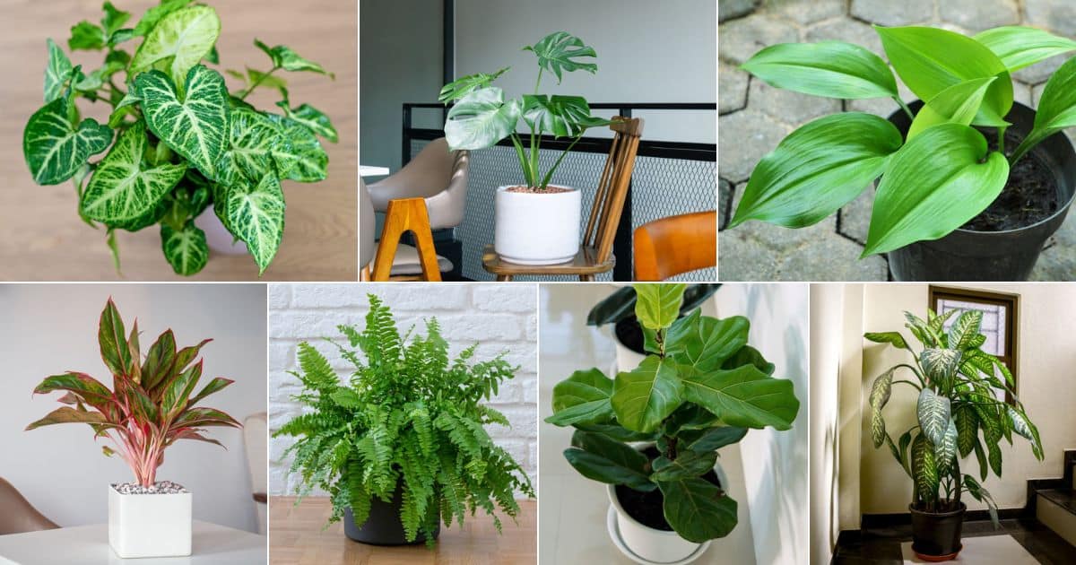 25 Indoor Plants That Don't Need Light (With Names And Photos) facebook image.