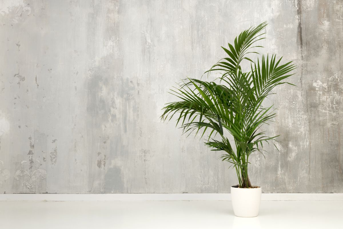 Kentia Palm in a small white pot on the floor.