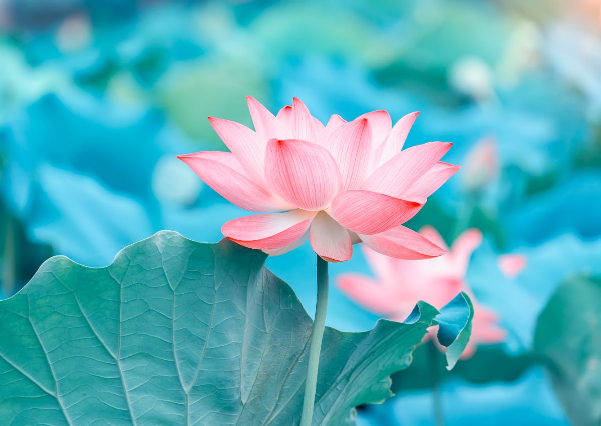 A beautiful pink Lotus flower.