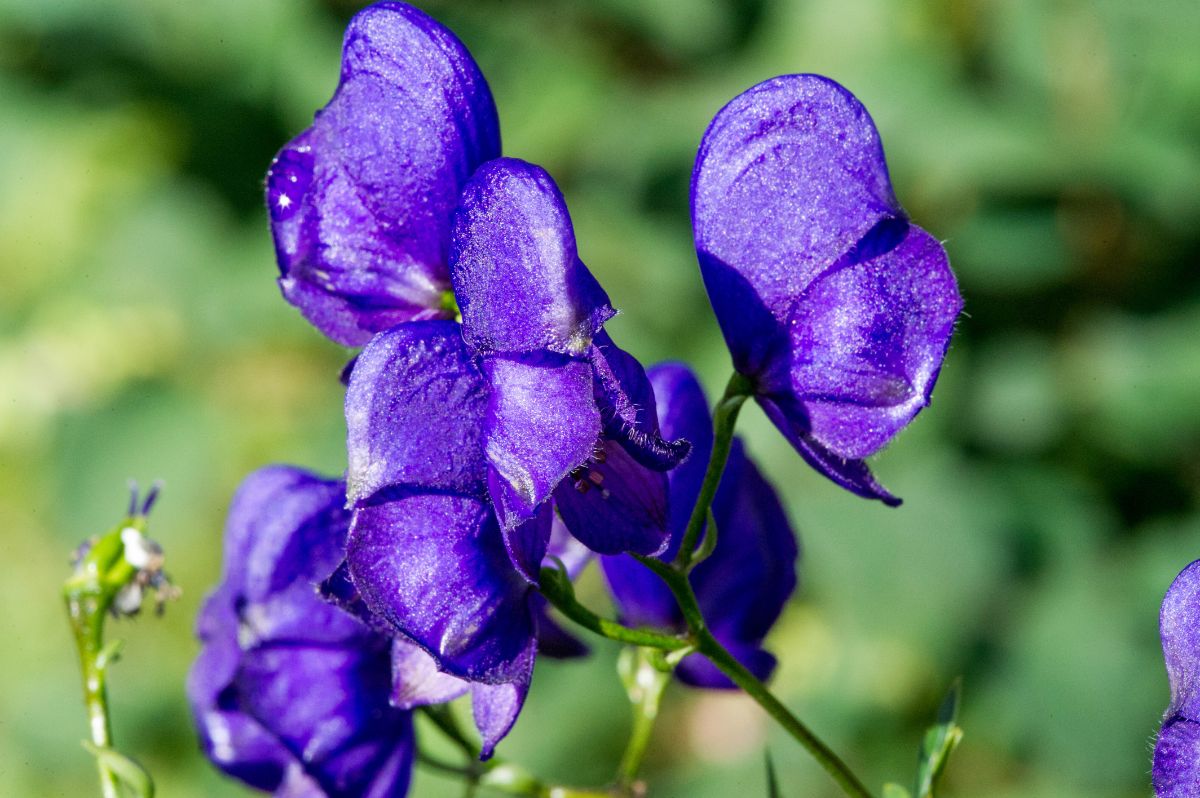 A close-up of vibrant purple flowers of Monkshood on a sunny day.