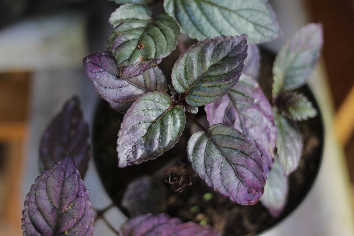 A top view of a Purple Waffle Plant in a pot.