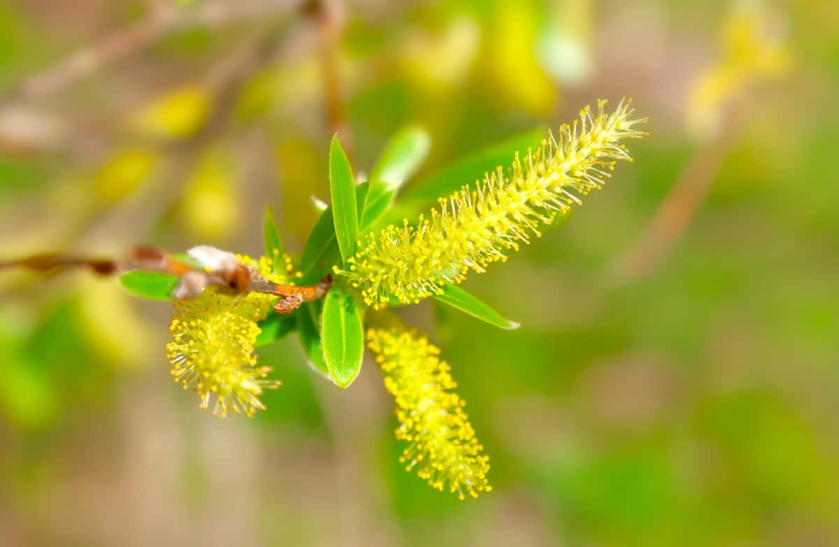 A close-up of a White Pussy Willow flower.