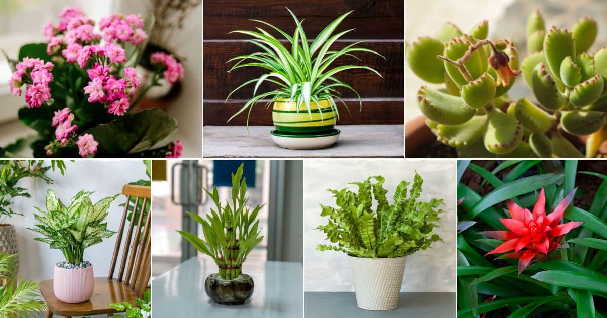 25 Small Houseplants And Succulents That Thrive In Low Light facebook image.