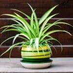 Spider Plant with striped foliage in a small pot on a table.