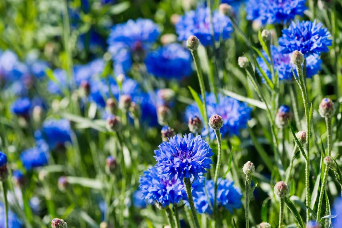 Fuzzy blue flowers of a Cornflower plant on a sunny day.