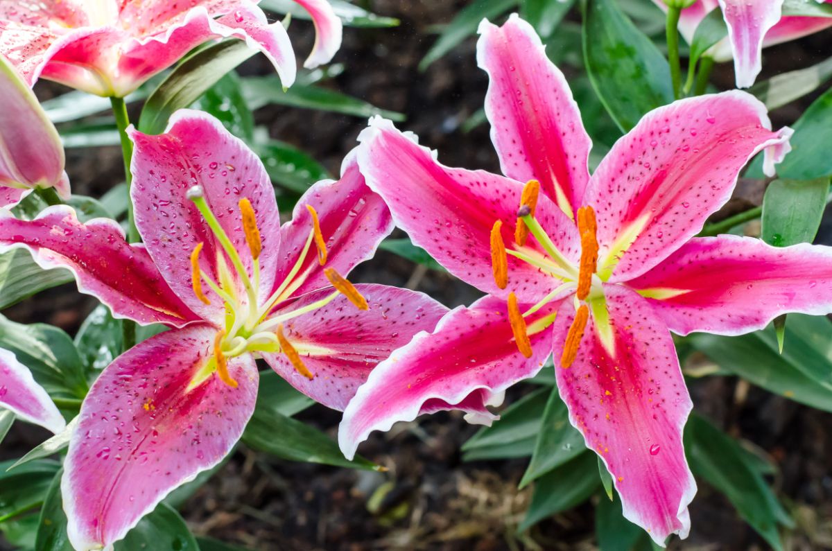 Lily ‘Stargazer’ flowers with pink petals and white edges and yellow centers.