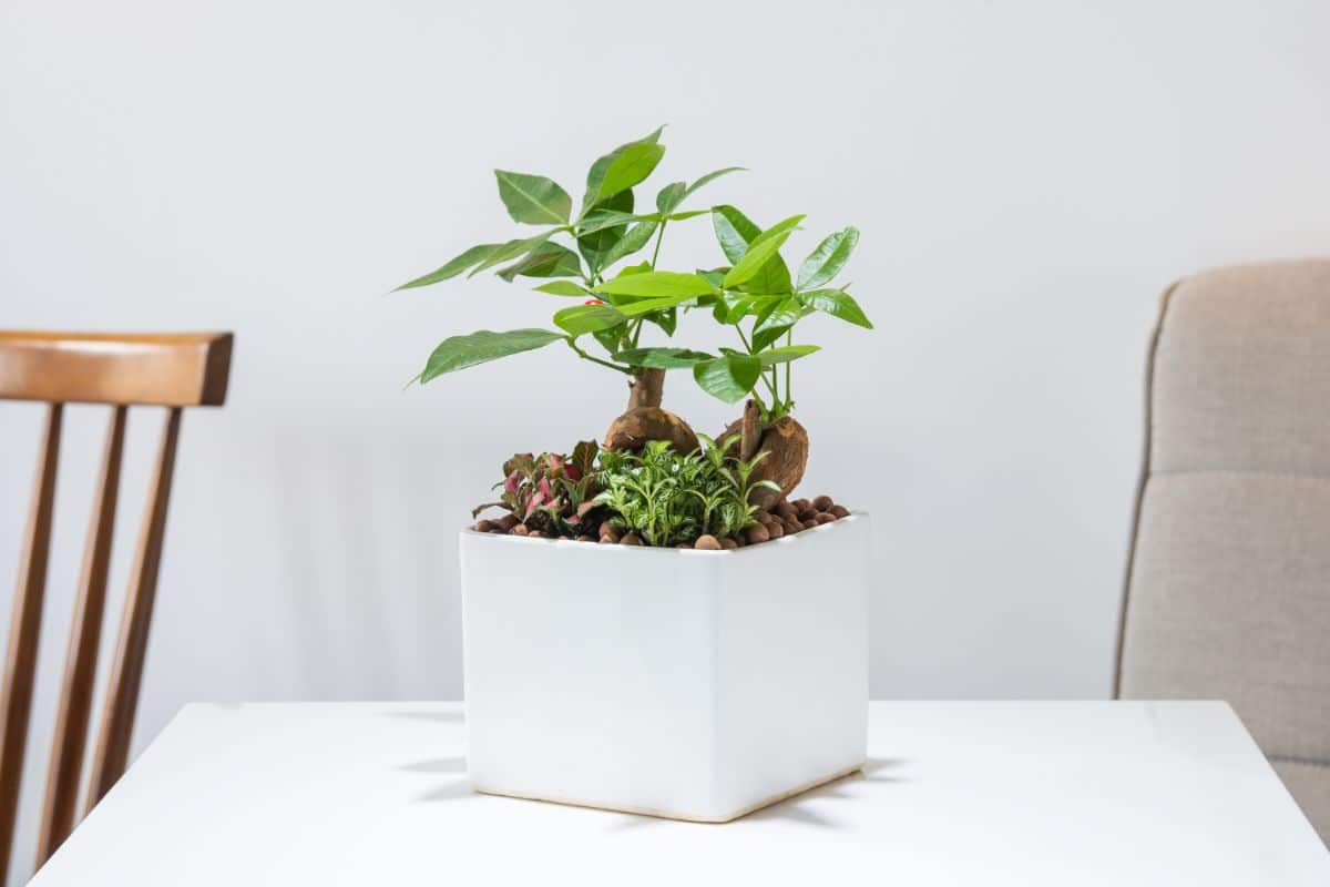 A young Money Tree plant in a white pot on a table.
