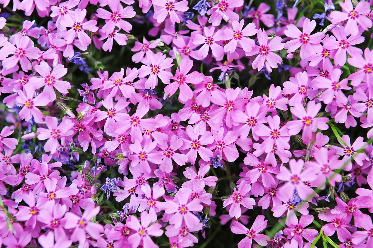 Beautiful pink flowers of a Garden Phlox.