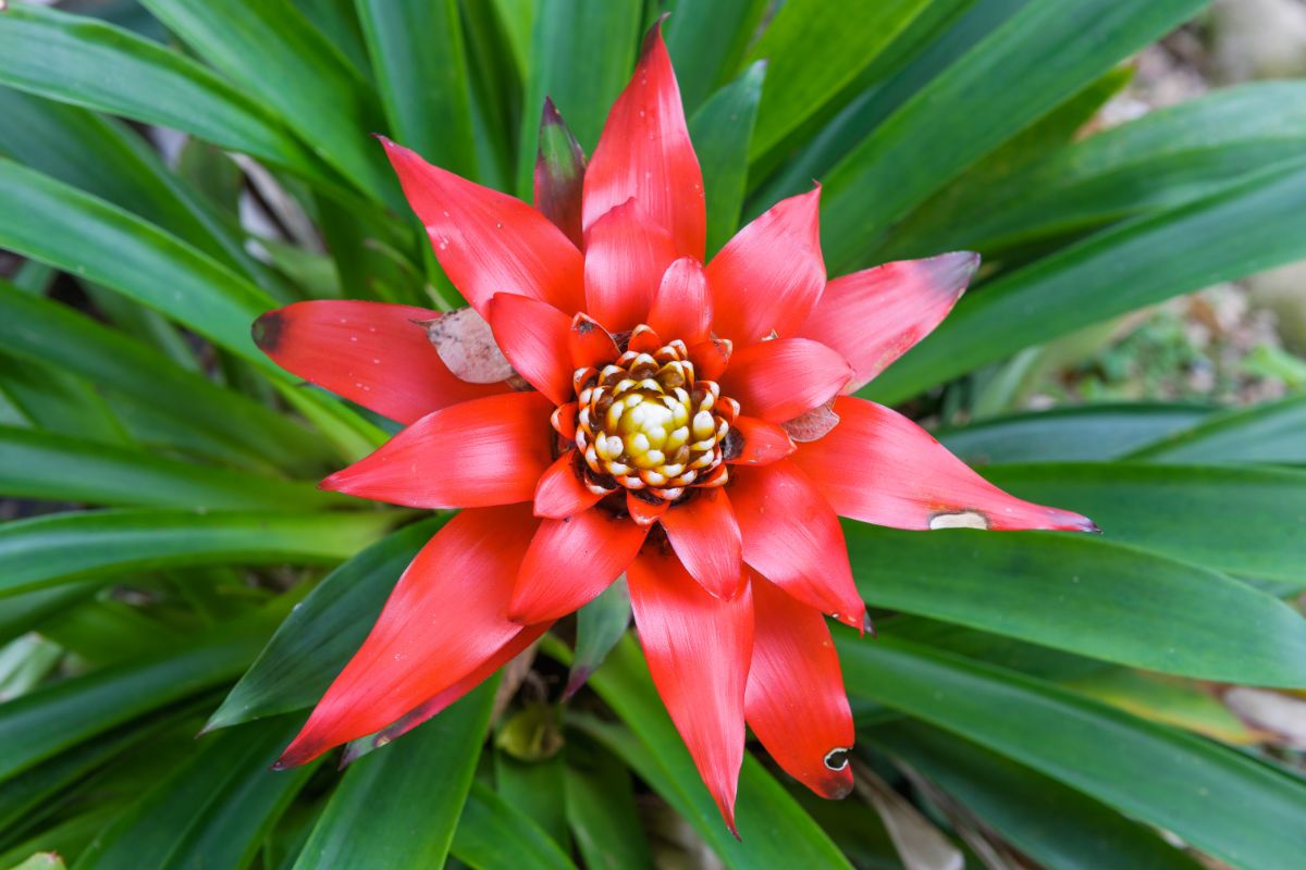 A close-up of a Scarlet Star Bromeliad plant in red bloom.