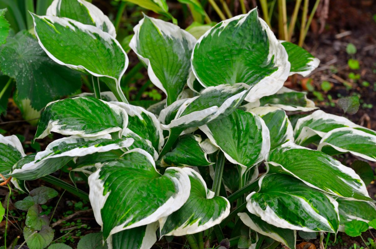 A Hosta plant with green leaves with silver edges.