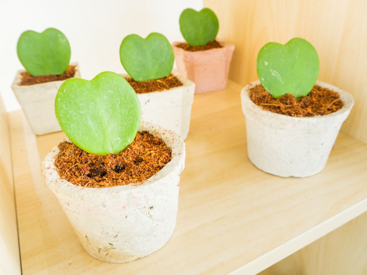Sweetheart Hoya plants in small white pots on a shelf.