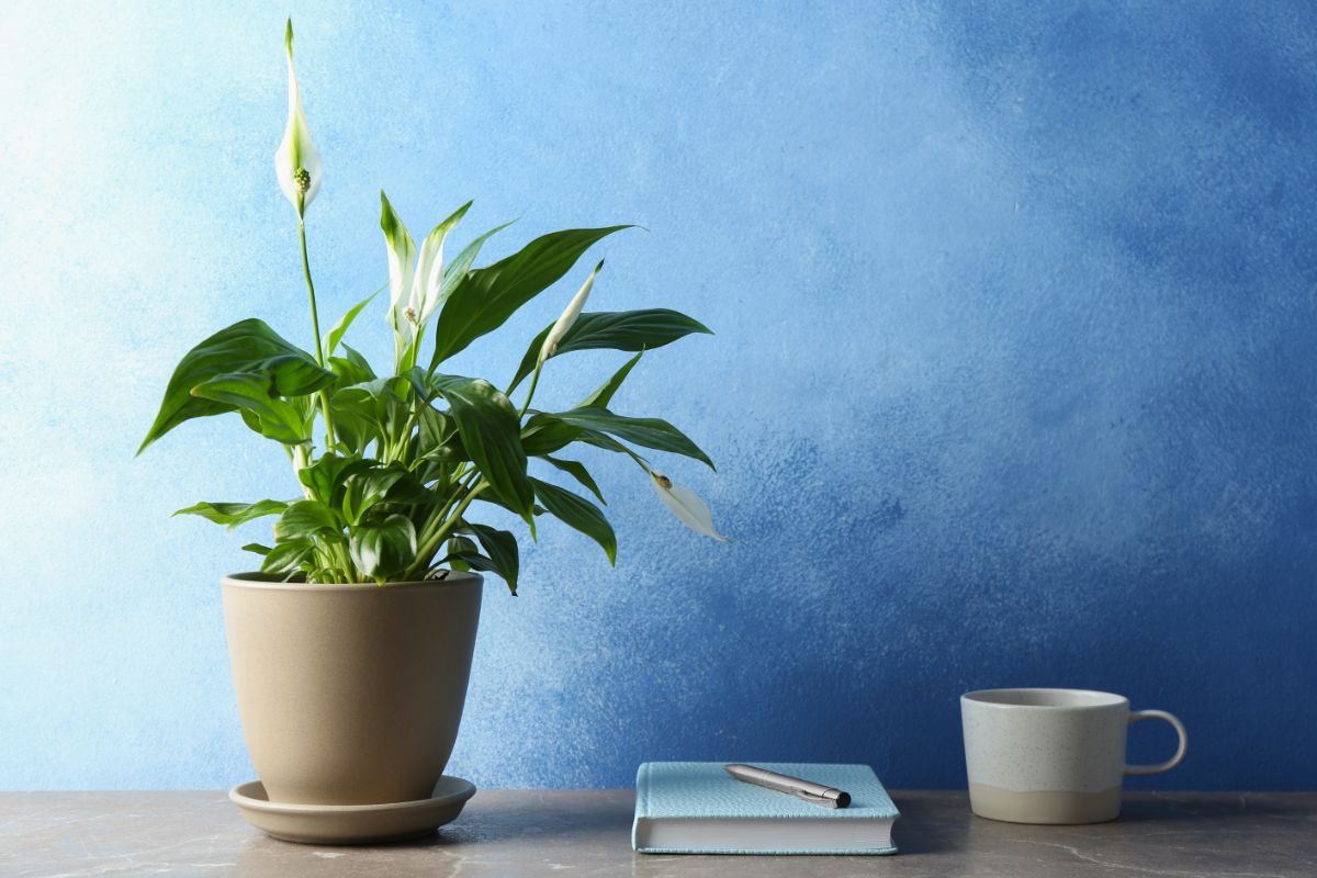 Peace Lily in white bloom in a pot on a table.