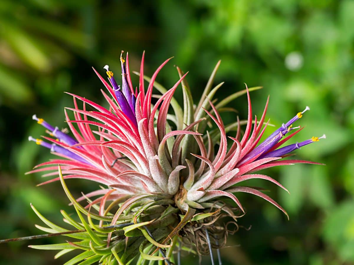Air Plant in purple bloom on a sunny day.
