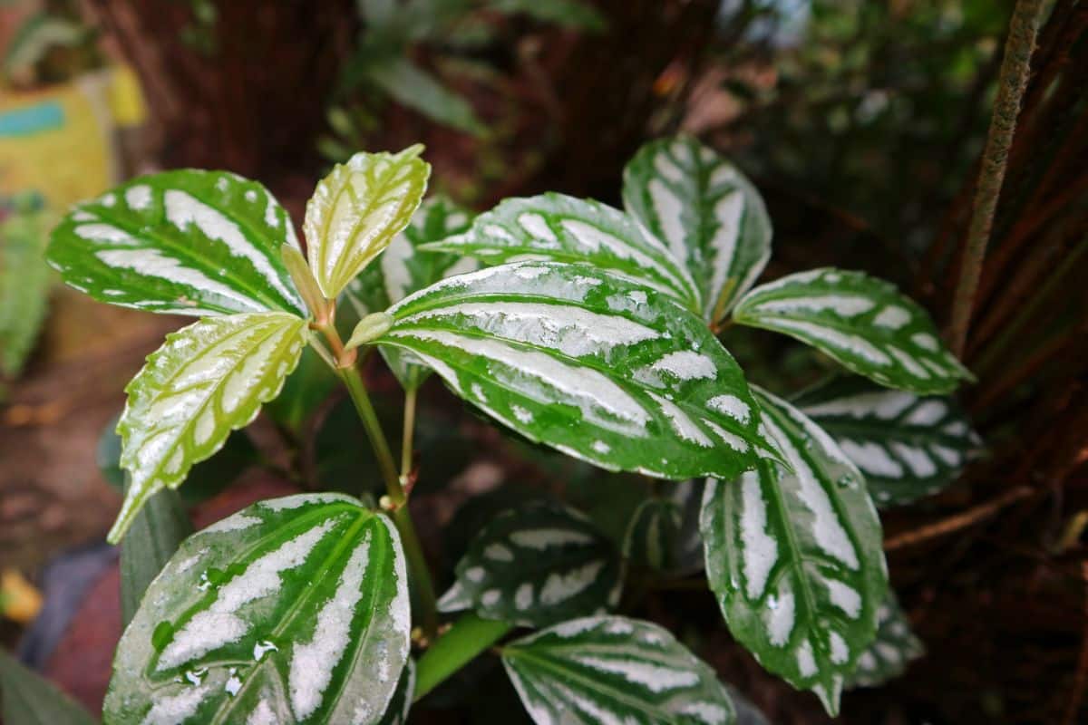 An Aluminum Plant with speckled foliage.