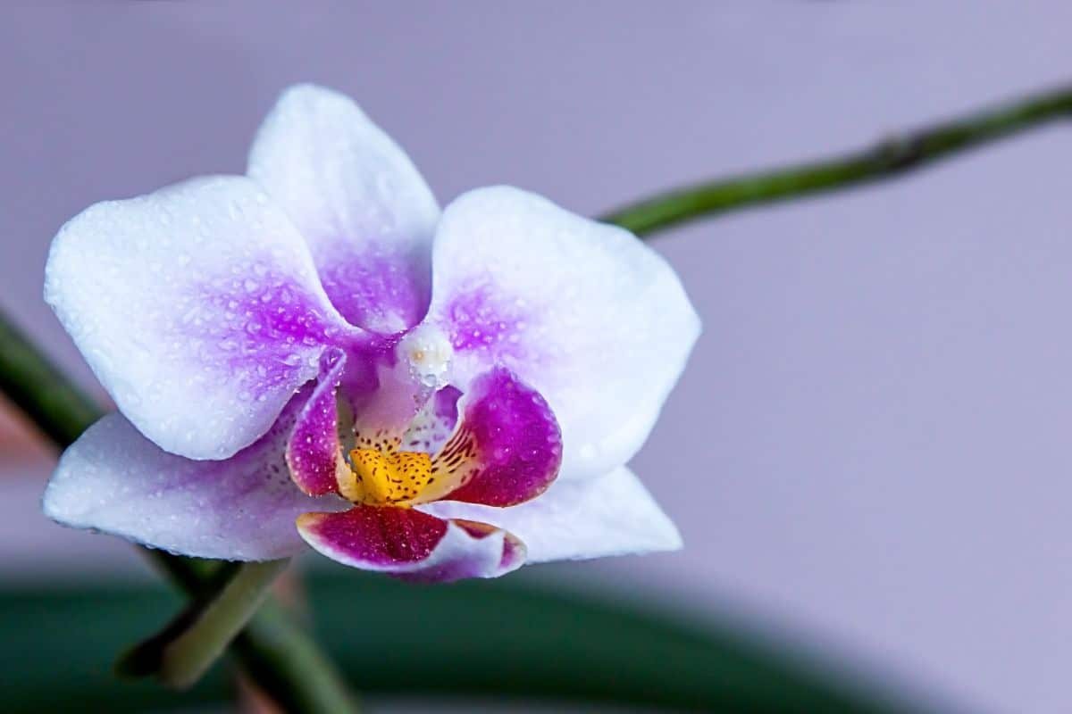 A close-up of a Bird Head Orchid flower.