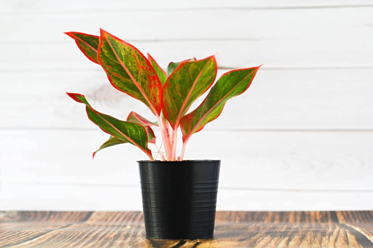 Chinese Evergreen plant with red-edged leaves in a black pot.