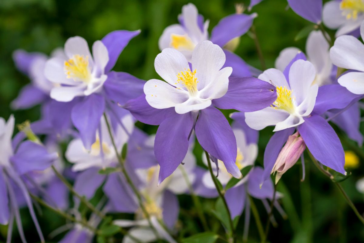 White flowers of a Columbine with purple petals.