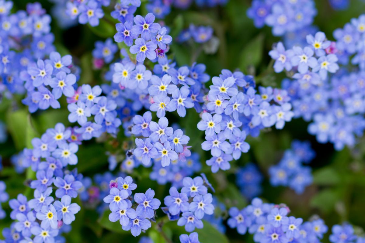 A close-up of Forget-me-nots blue flowers with yellow centers.