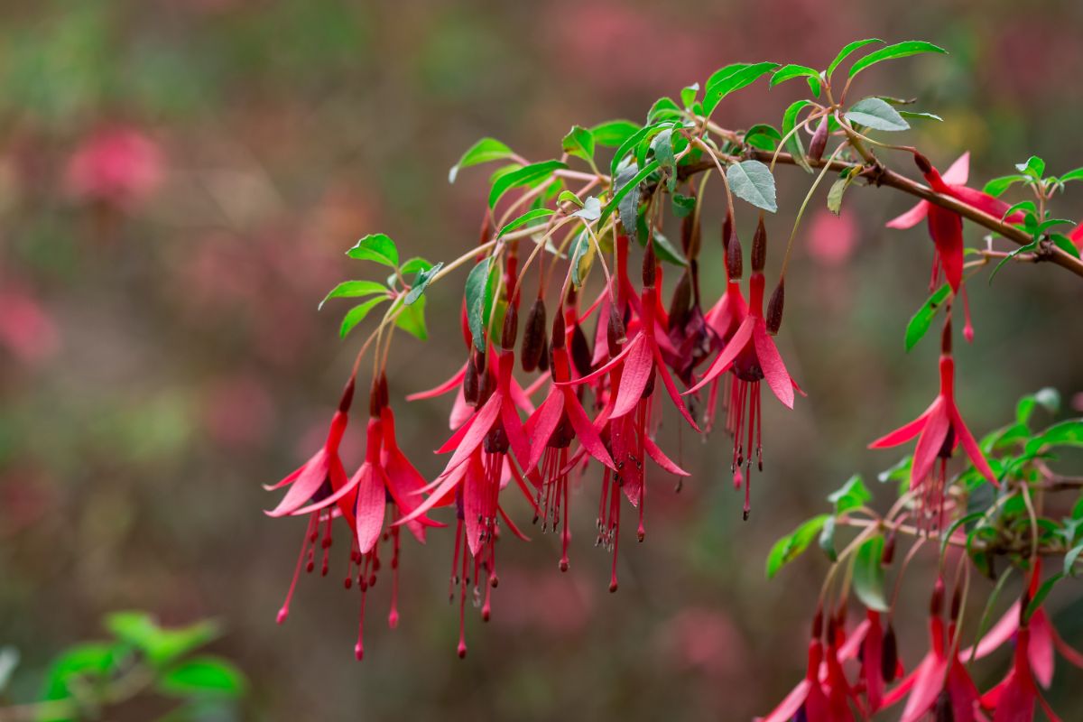 Fuchsia with beautiful red flowers hanging from a branch.