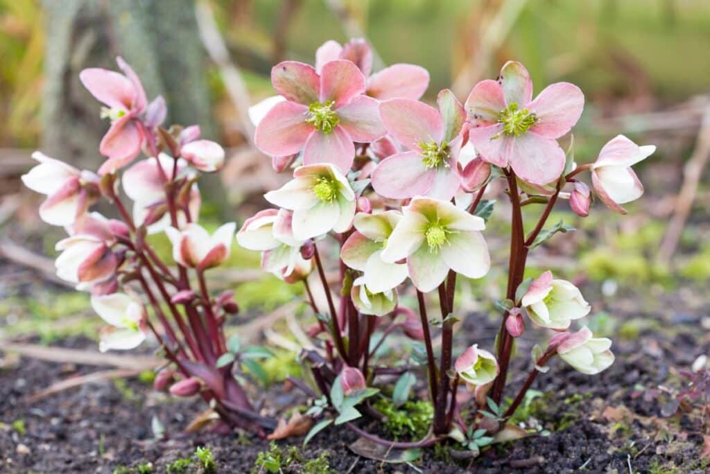 20 Beautiful Flowers That Bloom in Winter