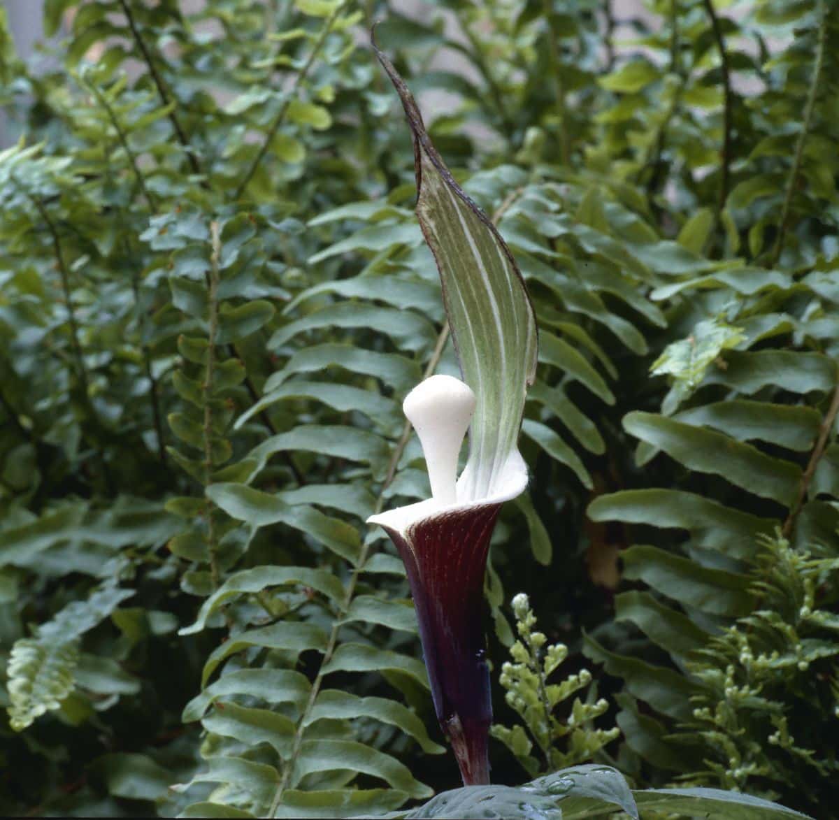 A white-brown flower of a Japanese Arisaema.