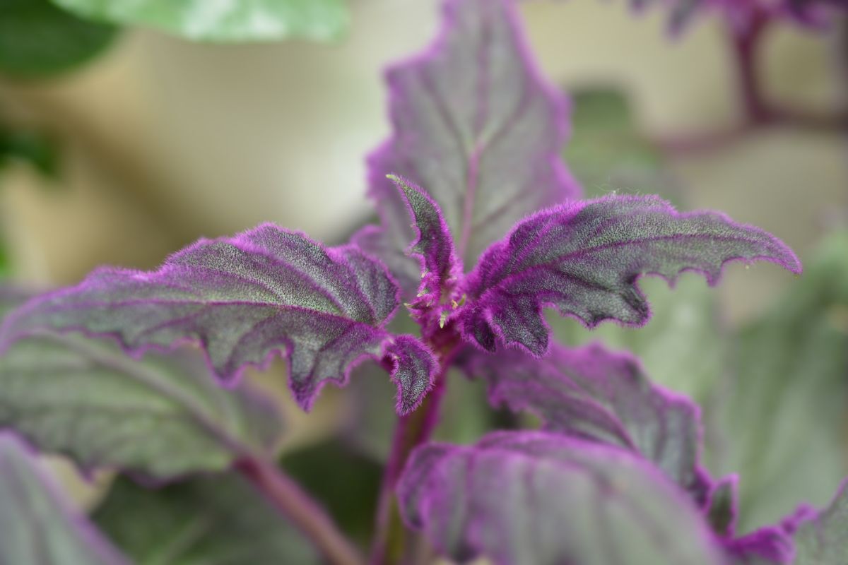 Purple Velvet Plant with green leaves with purple edges.