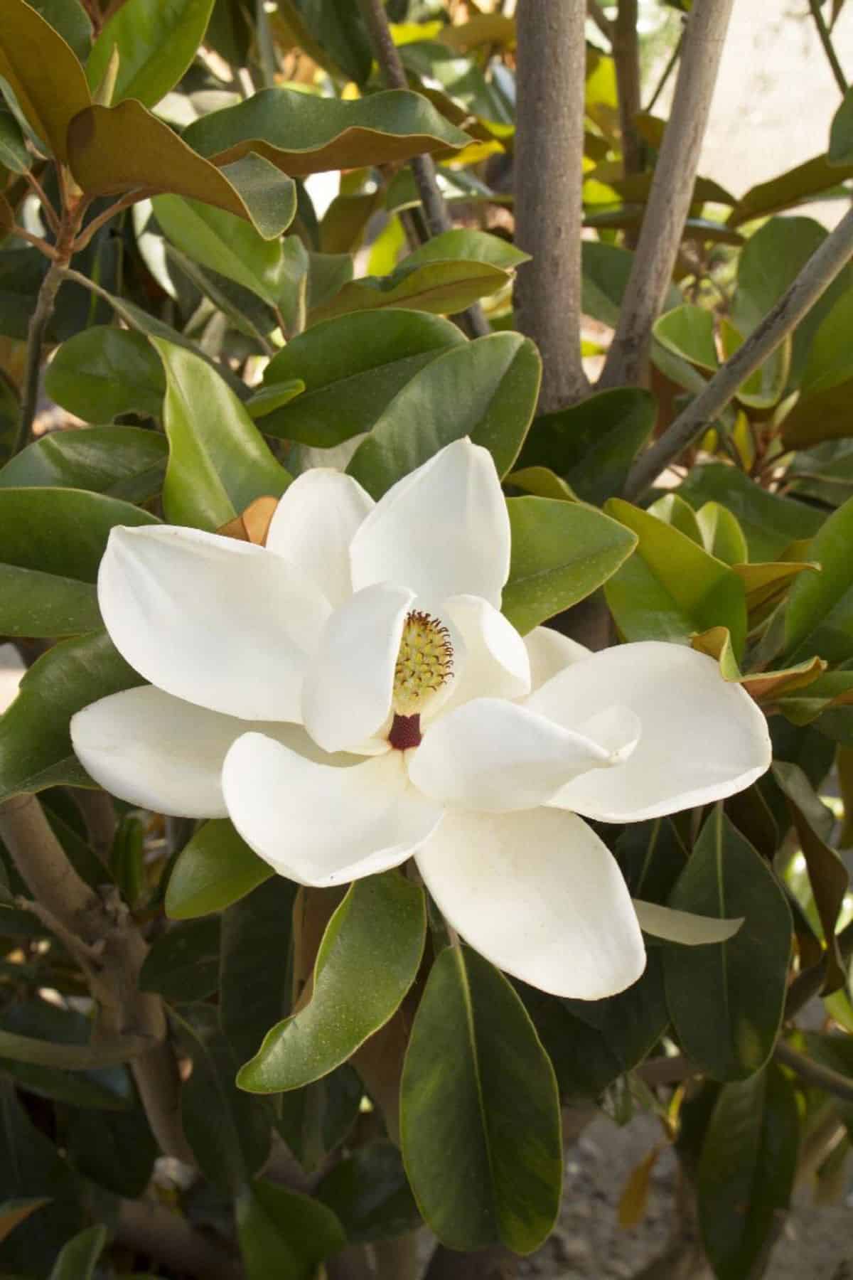 Southern Magnolia' Saint Mary's white flower.
