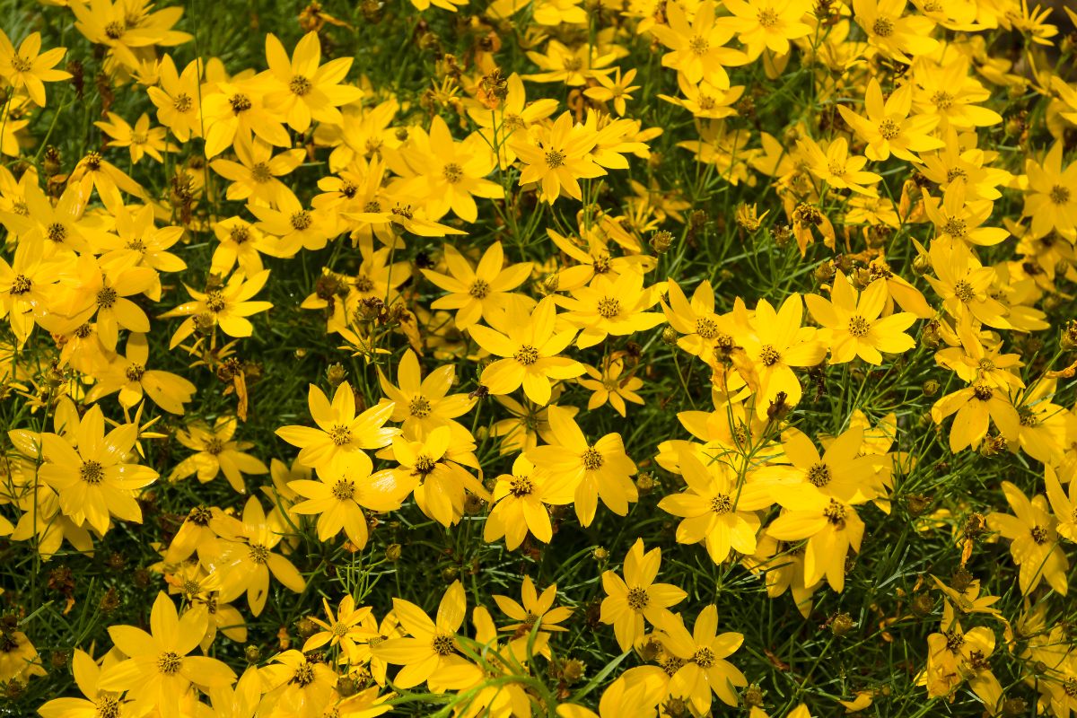 A bunch of Threadleaf Coreopsises in yellow bloom.