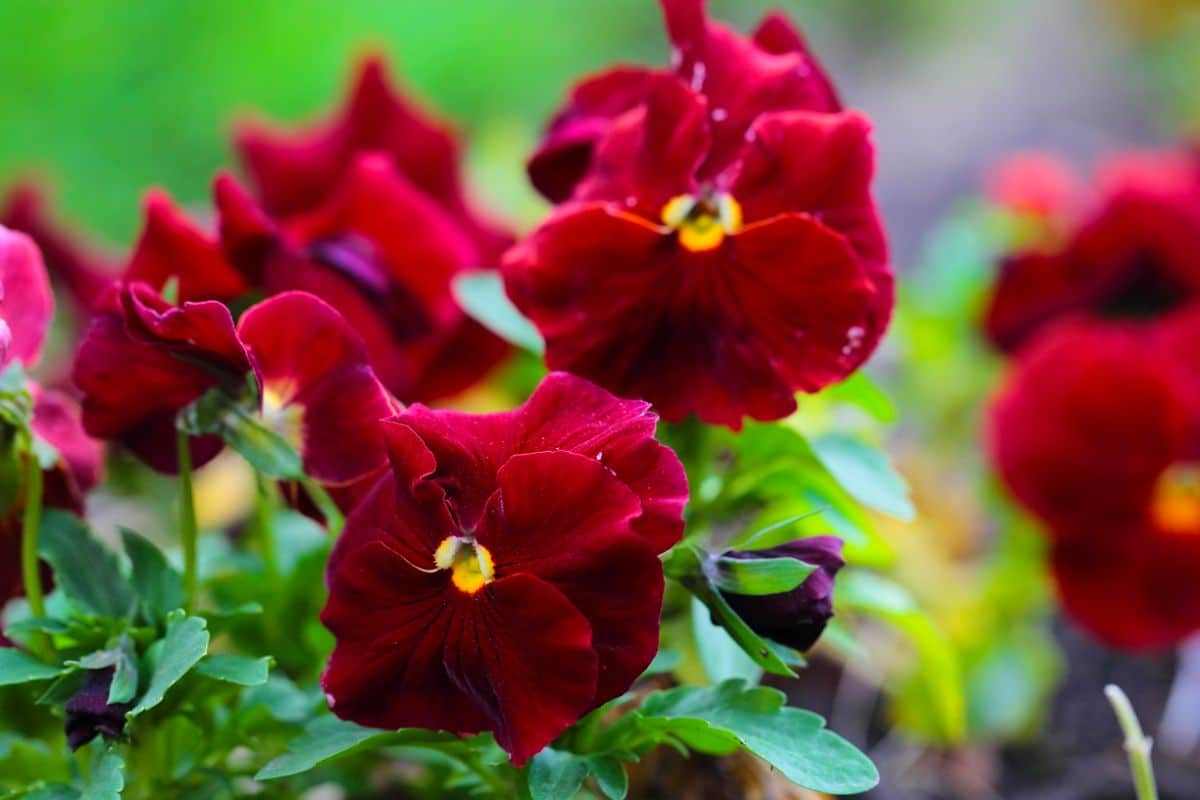 A beautiful Viola in vibrant red bloom.
