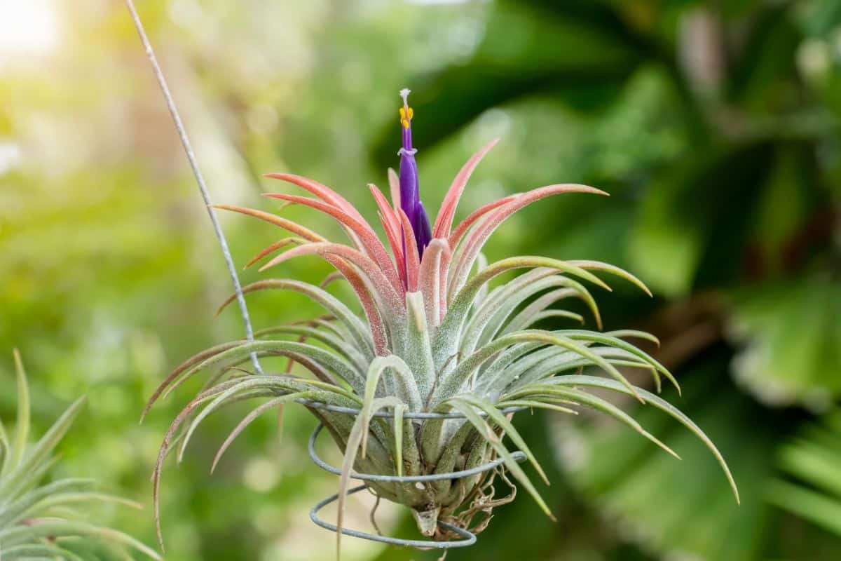Air Plant in purple bloom in a metal stand.