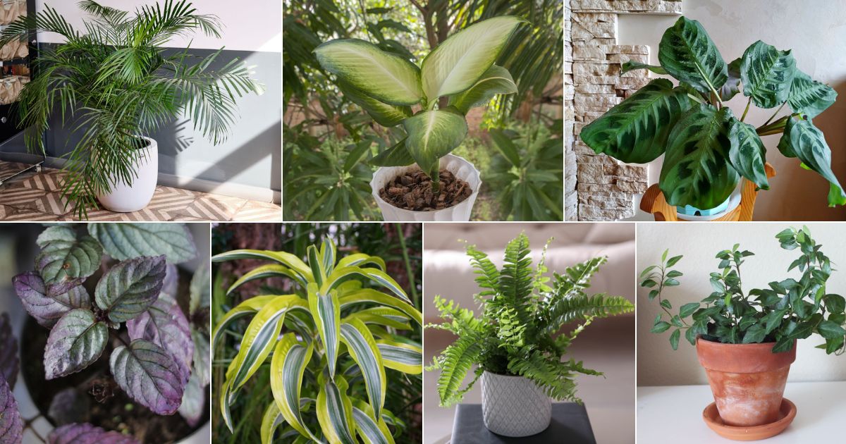 30 Best Bedroom Plants (Air Purifying and Shade Loving) facebook image.