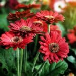 Beautiful red flowers of a Barberton Daisy plant.