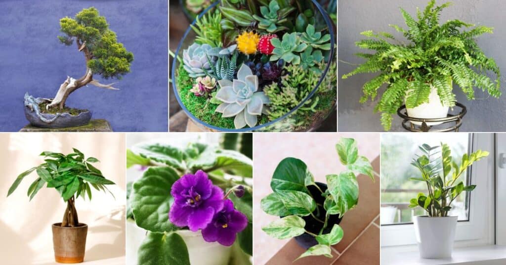 30 Best Living Room Plants (With Names and Photos)