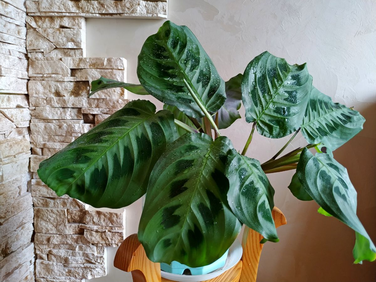 Calathea Plant with big green foliage in a pot.