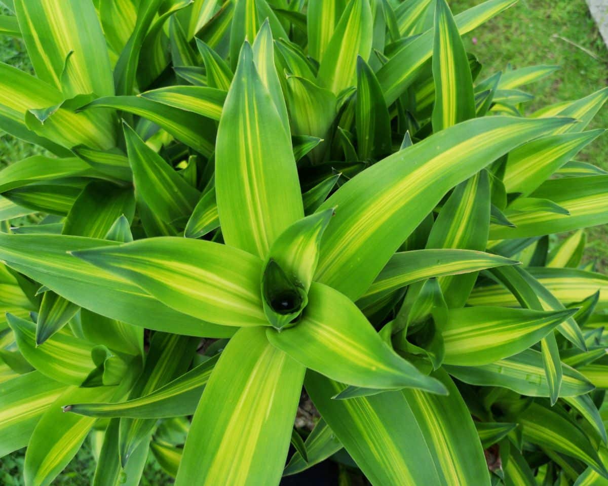 A close-up of a Corn Plant with green foliage.