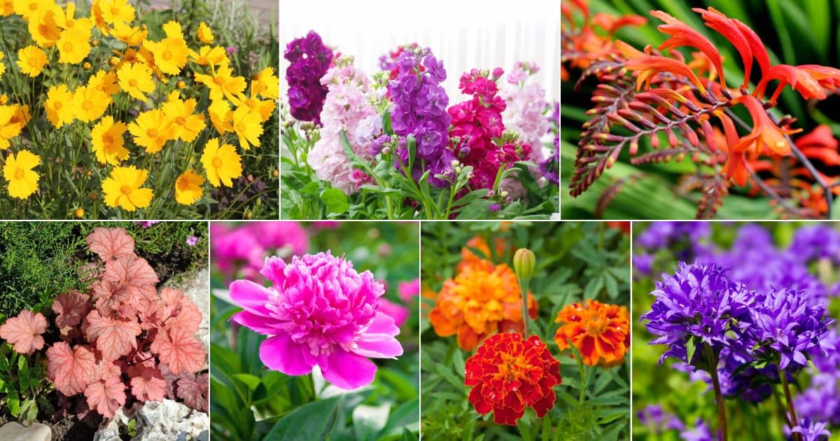 30 Perennial And Annual Cut Flowers (Names And Photos) facebook image.
